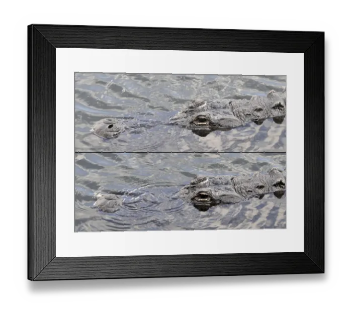 Framed Print : American alligator, Alligator mississippiensis, with nostrils open for breathing at top and closed for underwater below. Everglades National Park, Florida, USA. UNESCO World Heritage Site (Biosphere Reserve)