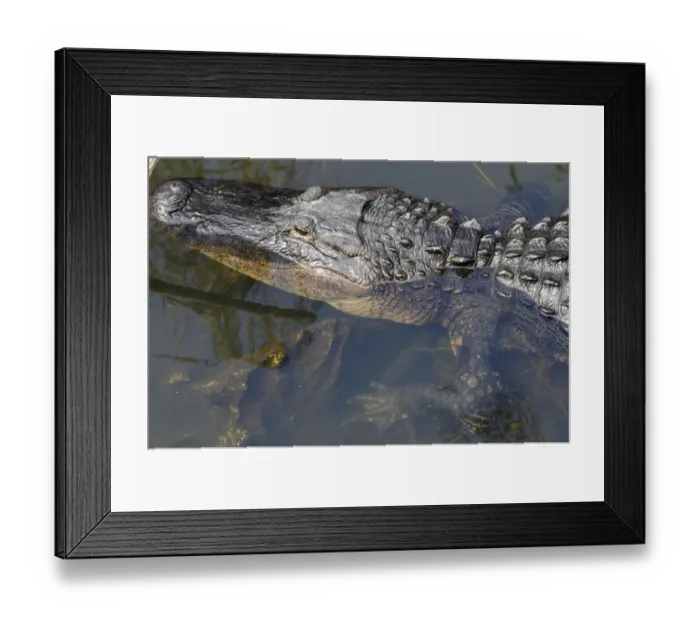 Framed Print : Close up of American alligator, Alligator mississippiensis. Everglades National Park, Florida, USA. UNESCO World Heritage Site (Biosphere Reserve) Framed Print : Close up of American alligator, Alligator mississippiensis. Everglades National Park, Florida, USA. UNESCO World Heritage Site (Biosphere Reserve)