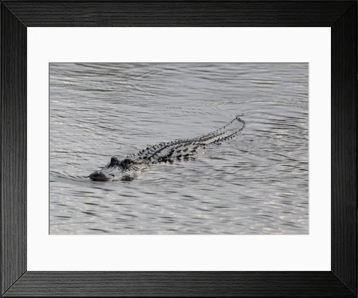 Framed Print : Ridges on back of swimming American alligator, Alligator mississippiensis, blend into waves on water surface. Everglades National Park, Florida, USA. UNESCO World Heritage Site (Biosphere Reserve)