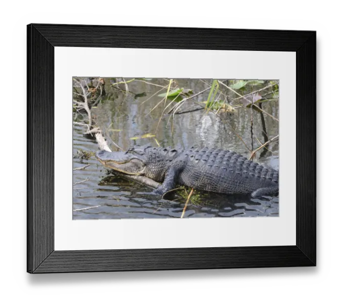 Framed Print : Basking American alligator, Alligator mississippiensis. Everglades National Park, Florida, USA. UNESCO World Heritage Site (Biosphere Reserve) Framed Print : Basking American alligator, Alligator mississippiensis. Everglades National Park, Florida, USA. UNESCO World Heritage Site (Biosphere Reserve)
