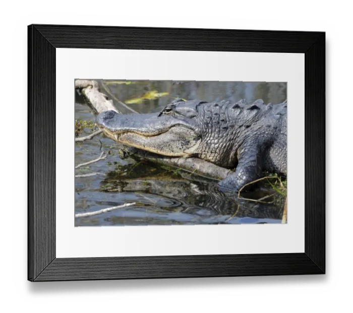 Framed Print : Close up of American alligator, Alligator mississippiensis. Everglades National Park, Florida, USA. UNESCO World Heritage Site (Biosphere Reserve) Framed Print : Close up of American alligator, Alligator mississippiensis. Everglades National Park, Florida, USA. UNESCO World Heritage Site (Biosphere Reserve)