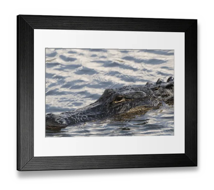 Framed Print : Close up of swimming American alligator, Alligator mississippiensis. Everglades Nationa Park, Florida, USA. UNESCO World Heritage Site (Biosphere Reserve) Framed Print : Close up of swimming American alligator, Alligator mississippiensis. Everglades Nationa Park, Florida, USA. UNESCO World Heritage Site (Biosphere Reserve)