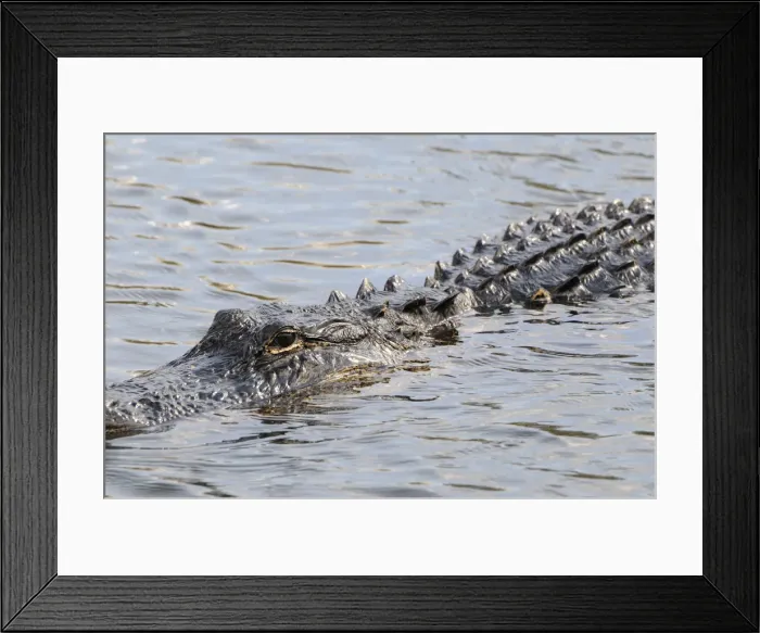 Framed Print : Close up of swimming American alligator, Alligator mississippiensis. Everglades Nationa Park, Florida, USA. UNESCO World Heritage Site (Biosphere Reserve) Framed Print : Close up of swimming American alligator, Alligator mississippiensis. Everglades Nationa Park, Florida, USA. UNESCO World Heritage Site (Biosphere Reserve)