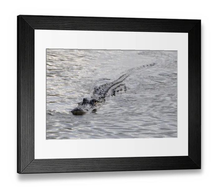 Framed Print : Ridges on back of swimming American alligator, Alligator mississippiensis, blend into waves on water surface. Everglades Nationa Park, Florida, USA. UNESCO World Heritage Site (Biosphere Reserve) Framed Print : Ridges on back of swimming American alligator, Alligator mississippiensis, blend into waves on water surface. Everglades Nationa Park, Florida, USA. UNESCO World Heritage Site (Biosphere Reserve)