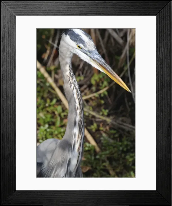 Framed Print : Close up of great blue heron, Ardea herodias. Everglades National Park, Florida, USA. UNESCO World Heritage Site (Biosphere Reserve) Framed Print : Close up of great blue heron, Ardea herodias. Everglades National Park, Florida, USA. UNESCO World Heritage Site (Biosphere Reserve)