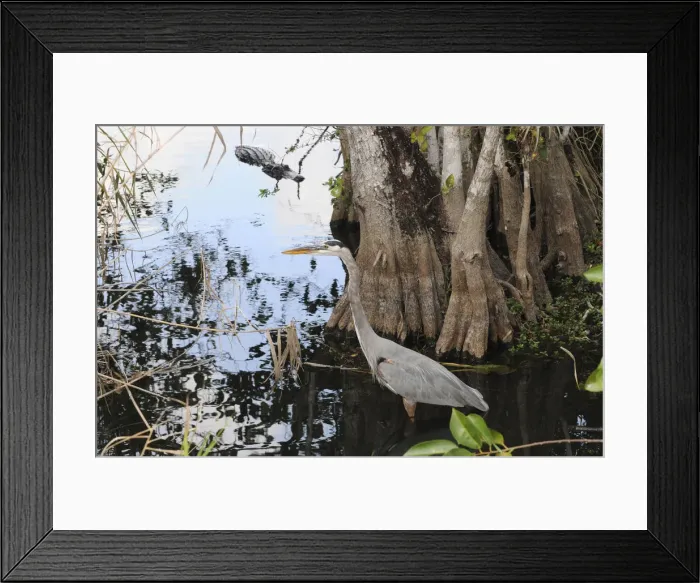 Framed Print : Great blue heron, Ardea herodias, stalks a fish as an alligator, Alligator mississippiensis, stalks the stalker. Everglades National Park, Florida, USA. UNESCO World Heritage Site (Biosphere Reserve) Framed Print : Great blue heron, Ardea herodias, stalks a fish as an alligator, Alligator mississippiensis, stalks the stalker. Everglades National Park, Florida, USA. UNESCO World Heritage Site (Biosphere Reserve)