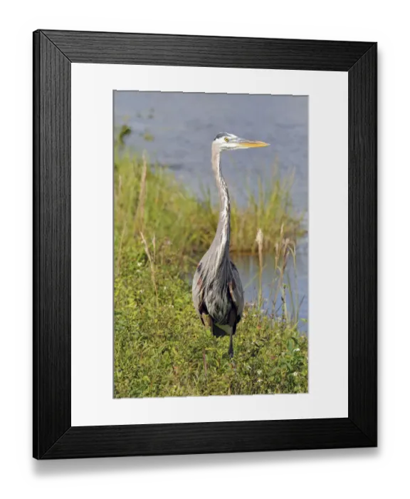 Framed Print : Front view of great blue heron, Ardea herodias. Everglades National Park, Florida, USA. UNESCO World Heritage Site (Biosphere Reserve)