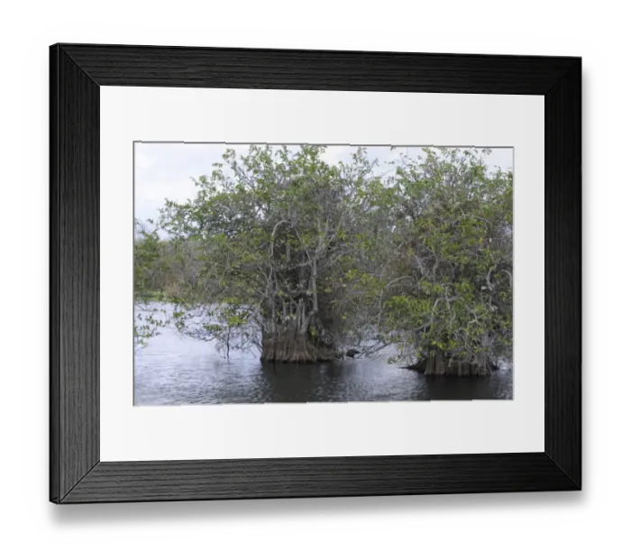 Framed Print : Pond apple, Annona glabra, grows in mangrove swamps of Everglades National Park. UNESCO World Heritage Site (Biosphere Reserve) Framed Print : Pond apple, Annona glabra, grows in mangrove swamps of Everglades National Park. UNESCO World Heritage Site (Biosphere Reserve)