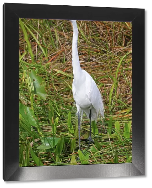 Great white egret, Ardea alba. Everglades National Park, Florida, USA. UNESCO World Heritage Site (Biosphere Reserve)