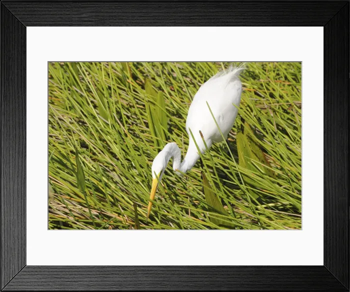 Framed Print : Great white egret, Ardea alba, stalking prey. Everglades National Park, Florida, USA. UNESCO World Heritage Site (Biosphere Reserve) Framed Print : Great white egret, Ardea alba, stalking prey. Everglades National Park, Florida, USA. UNESCO World Heritage Site (Biosphere Reserve)
