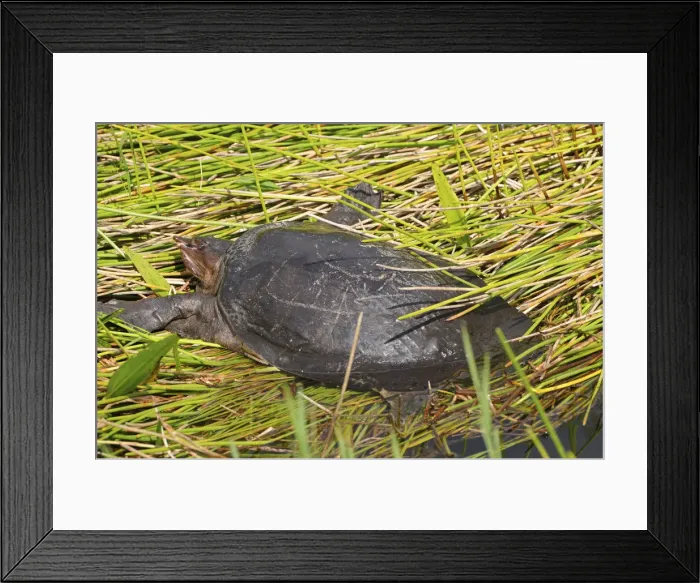 Framed Print : Florida softshell turtle, Apalone ferox, sunning itself on a creek bank. Everglades National Park, Florida, USA. UNESCO World Heritage Site (Biosphere Reserve) Framed Print : Florida softshell turtle, Apalone ferox, sunning itself on a creek bank. Everglades National Park, Florida, USA. UNESCO World Heritage Site (Biosphere Reserve)
