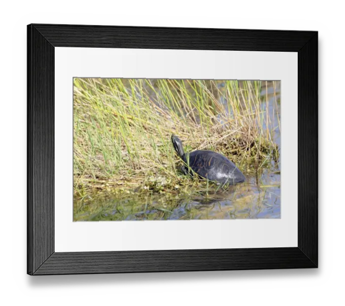 Framed Print : Florida redbelly turtle, Pseudemys nelsoni, sunning itself on a creek bank. Everglades National Park, Florida, USA. UNESCO World Heritage Site (Biosphere Reserve) Framed Print : Florida redbelly turtle, Pseudemys nelsoni, sunning itself on a creek bank. Everglades National Park, Florida, USA. UNESCO World Heritage Site (Biosphere Reserve)