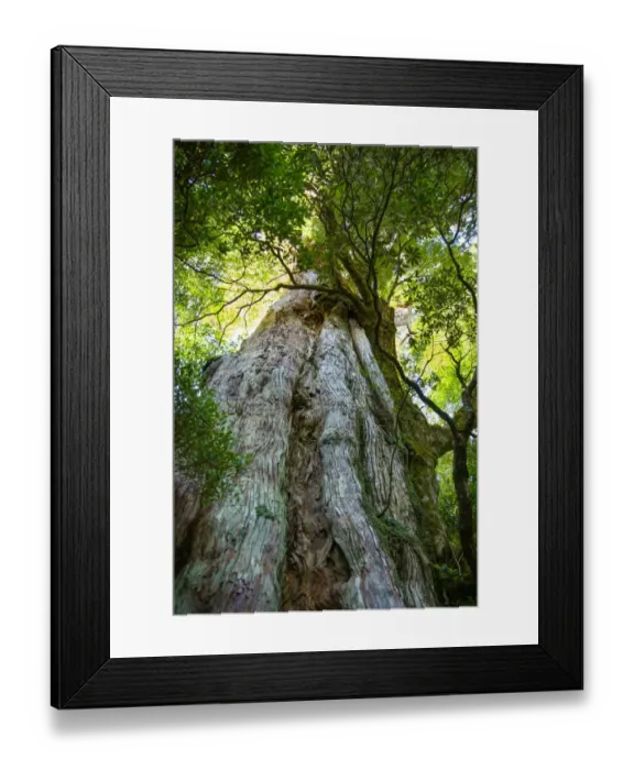 Framed Print : Old Japanese ceder tree in forest, Yakushima