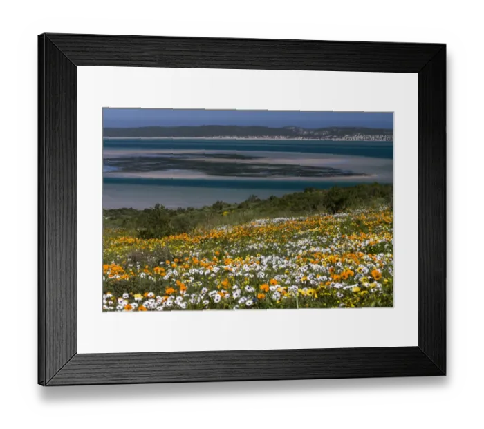 Framed Print : Flower meadow with African Daisy or Cape Marigold -Osteospermum ecklonis- and Livingstone Daisy -Dorotheanthus bellidiformis-, coast, West Coast National Park, Western Cape Province, South Africa Framed Print : Flower meadow with African Daisy or Cape Marigold -Osteospermum ecklonis- and Livingstone Daisy -Dorotheanthus bellidiformis-, coast, West Coast National Park, Western Cape Province, South Africa