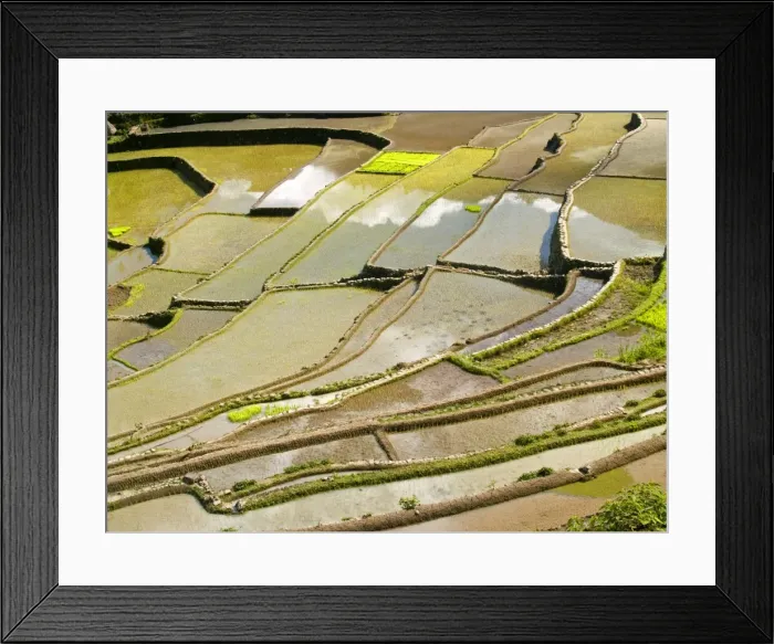 Framed Print : Rice terrace reflections in Batad, Banaue Framed Print : Rice terrace reflections in Batad, Banaue