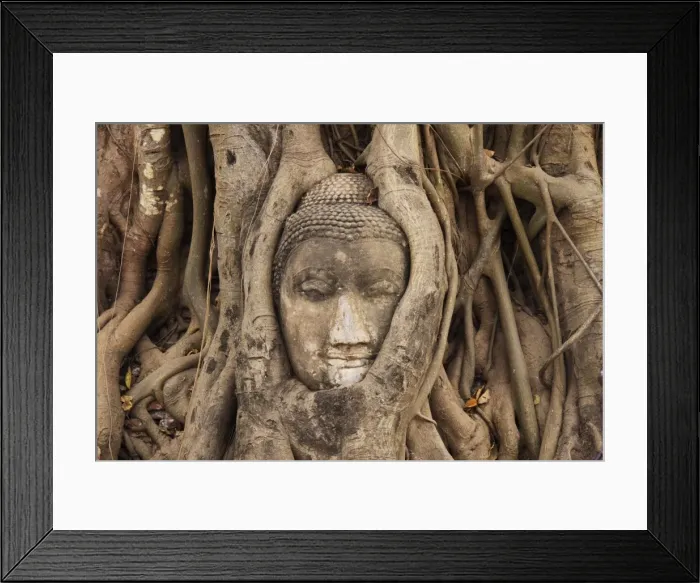 Framed Print : Buddha Head in Tree Roots at the Entrace of Ayutthaya Wat Mahathat Framed Print : Buddha Head in Tree Roots at the Entrace of Ayutthaya Wat Mahathat