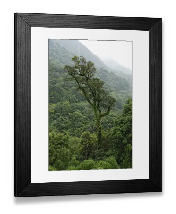 Framed Print : Forest Landscape With Tree, Yahushima Island, Kagoshima Prefecture, Japan Framed Print : Forest Landscape With Tree, Yahushima Island, Kagoshima Prefecture, Japan