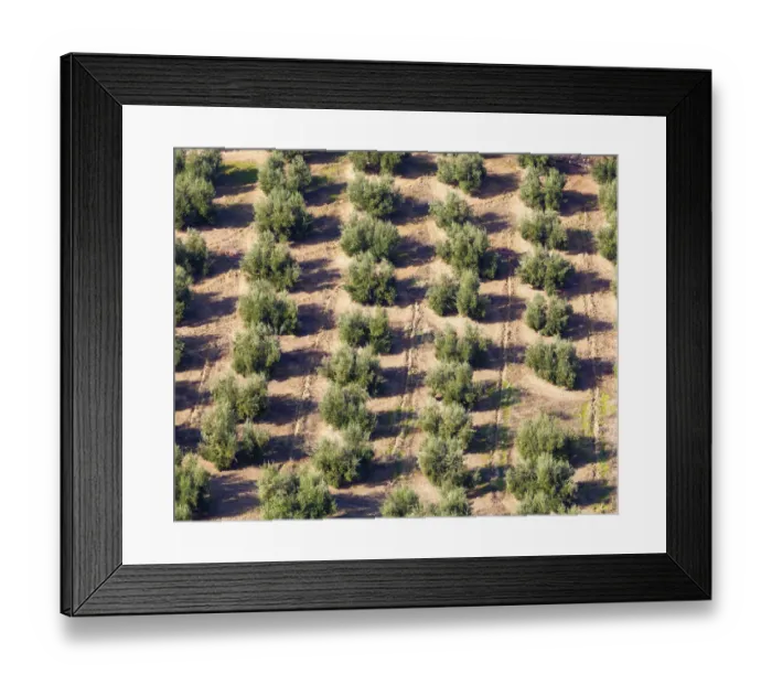 Framed Print : Olive groves near burunchel cazorla natural park; segura y las villas jaen province andalusia spain