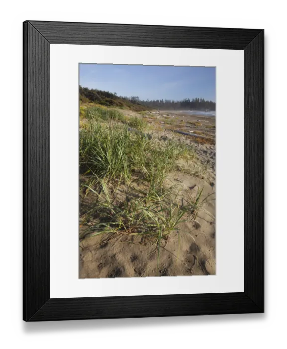 Framed Print : Endangered And Rare Coastal Sand Dunes At Wickaninnish Beach (Which Connects To Long Beach) In Pacific Rim National Park Near Tofino; British Columbia Canada