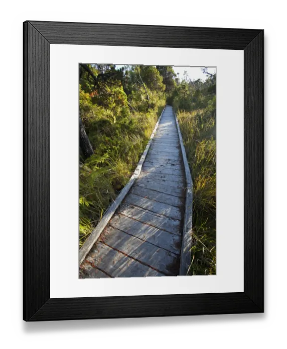 Framed Print : The Cedar Boardwalk Path In The Shorepine Bog Trail In Pacific Rim National Park Near Tofino; British Columbia Canada Framed Print : The Cedar Boardwalk Path In The Shorepine Bog Trail In Pacific Rim National Park Near Tofino; British Columbia Canada