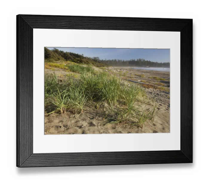 Framed Print : Endangered And Rare Coastal Sand Dunes At Wickaninnish Beach (Which Connects To Long Beach) In Pacific Rim National Park Near Tofino; British Columbia Canada Framed Print : Endangered And Rare Coastal Sand Dunes At Wickaninnish Beach (Which Connects To Long Beach) In Pacific Rim National Park Near Tofino; British Columbia Canada