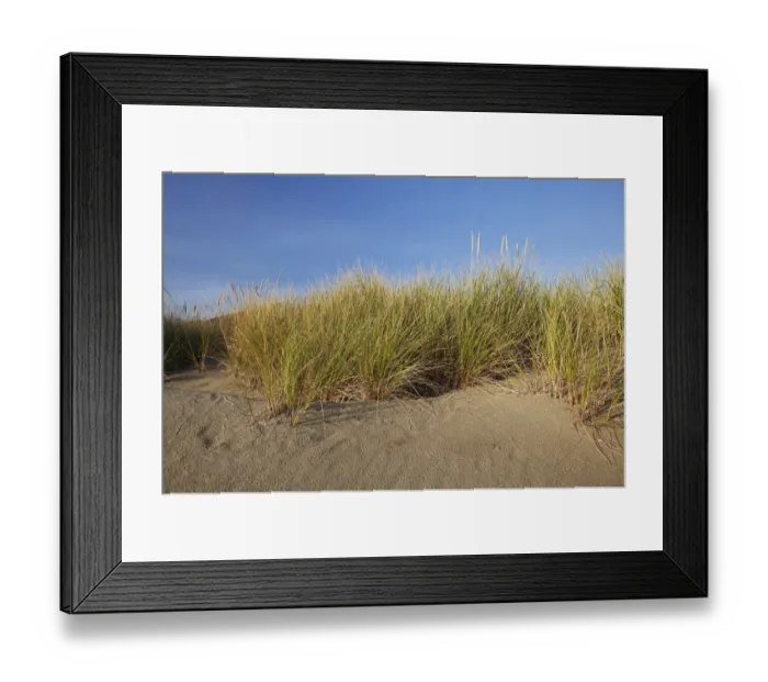 Framed Print : Endangered And Rare Coastal Sand Dunes At Wickaninnish Beach (Which Connects To Long Beach) In Pacific Rim National Park Near Tofino; British Columbia Canada Framed Print : Endangered And Rare Coastal Sand Dunes At Wickaninnish Beach (Which Connects To Long Beach) In Pacific Rim National Park Near Tofino; British Columbia Canada