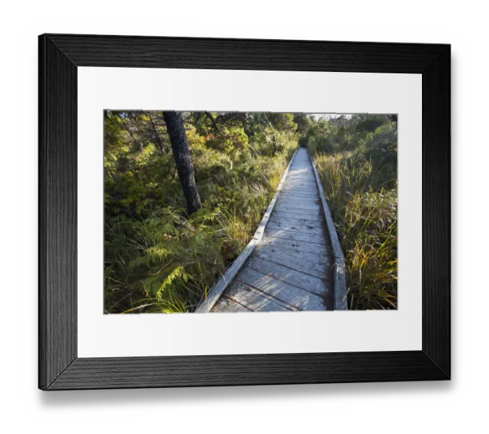 Framed Print : The Cedar Boardwalk Path On The Shorepine Bog Trail In Pacific Rim National Park Near Tofino; British Columbia Canada Framed Print : The Cedar Boardwalk Path On The Shorepine Bog Trail In Pacific Rim National Park Near Tofino; British Columbia Canada