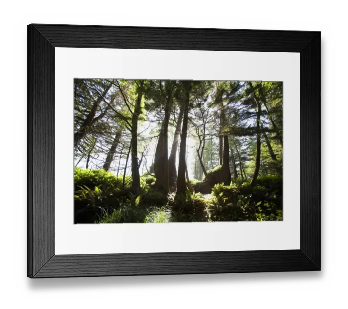 Framed Print : Old Growth Trees Backlit By The Sun Along The Path To Florencia Bay In Pacific Rim National Park Near Tofino; British Columbia Canada Framed Print : Old Growth Trees Backlit By The Sun Along The Path To Florencia Bay In Pacific Rim National Park Near Tofino; British Columbia Canada