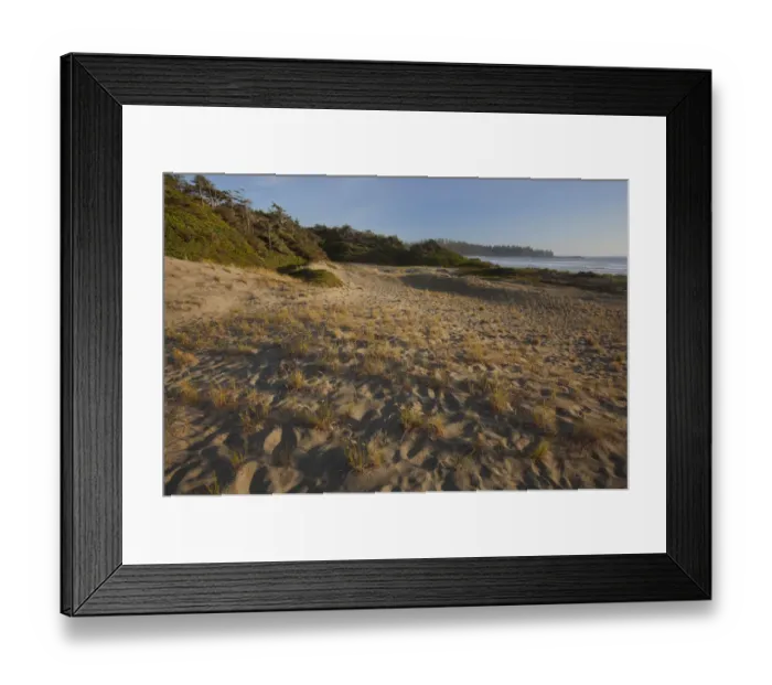 Framed Print : Endangered And Rare Coastal Sand Dunes At Wickaninnish Beach (Which Connects To Long Beach) In Pacific Rim National Park Near Tofino; British Columbia Canada Framed Print : Endangered And Rare Coastal Sand Dunes At Wickaninnish Beach (Which Connects To Long Beach) In Pacific Rim National Park Near Tofino; British Columbia Canada