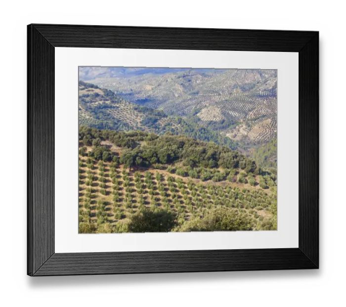 Framed Print : Olive groves near burunchel cazorla natural park; segura y las villas jaen province andalusia spain Framed Print : Olive groves near burunchel cazorla natural park; segura y las villas jaen province andalusia spain