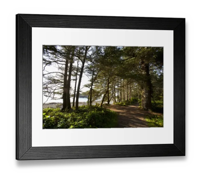 Framed Print : The Hiking Trail Leading To South Beach In Pacific Rim National Park Near Tofino; British Columbia Canada Framed Print : The Hiking Trail Leading To South Beach In Pacific Rim National Park Near Tofino; British Columbia Canada