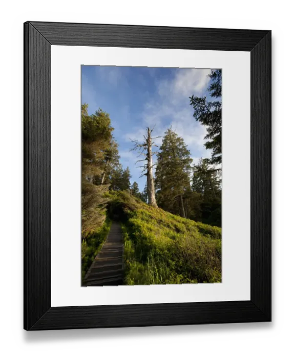 Framed Print : The Hiking Trail To South Beach From Wickaninnish Beach In Pacific Rim National Park Near Tofino; British Columbia Canada Framed Print : The Hiking Trail To South Beach From Wickaninnish Beach In Pacific Rim National Park Near Tofino; British Columbia Canada