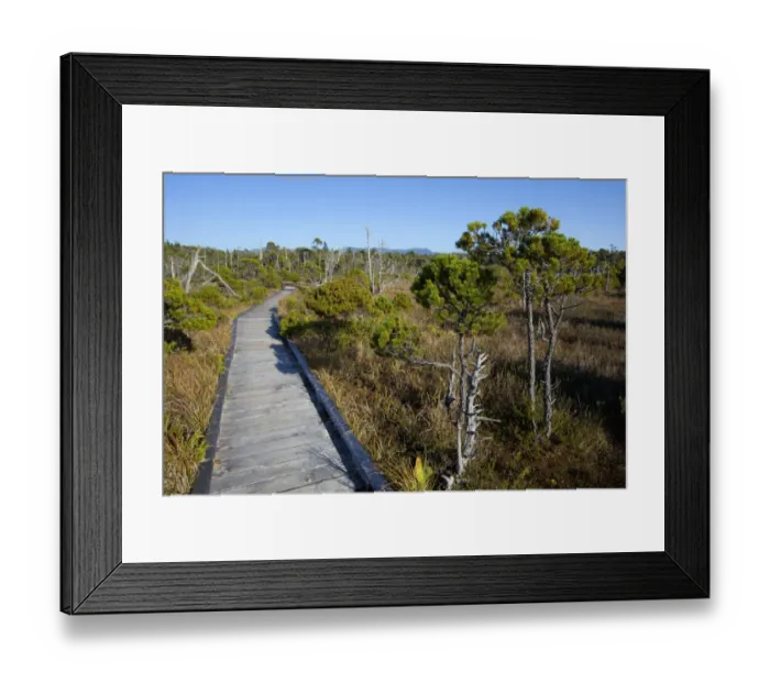 Framed Print : The Cedar Boardwalk Path In The Shorepine Bog Trail In Pacific Rim National Park Near Tofino; British Columbia Canada Framed Print : The Cedar Boardwalk Path In The Shorepine Bog Trail In Pacific Rim National Park Near Tofino; British Columbia Canada