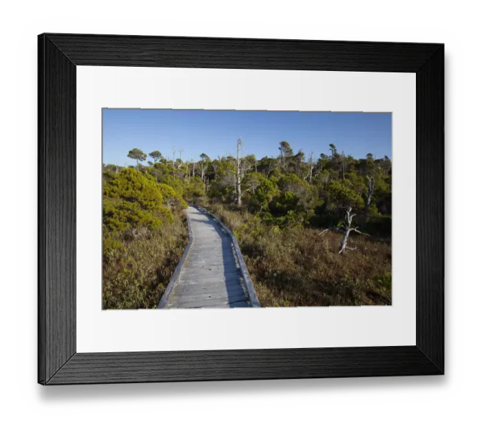 Framed Print : The Cedar Boardwalk Path In The Shorepine Bog Trail In Pacific Rim National Park Near Tofino; British Columbia Canada Framed Print : The Cedar Boardwalk Path In The Shorepine Bog Trail In Pacific Rim National Park Near Tofino; British Columbia Canada