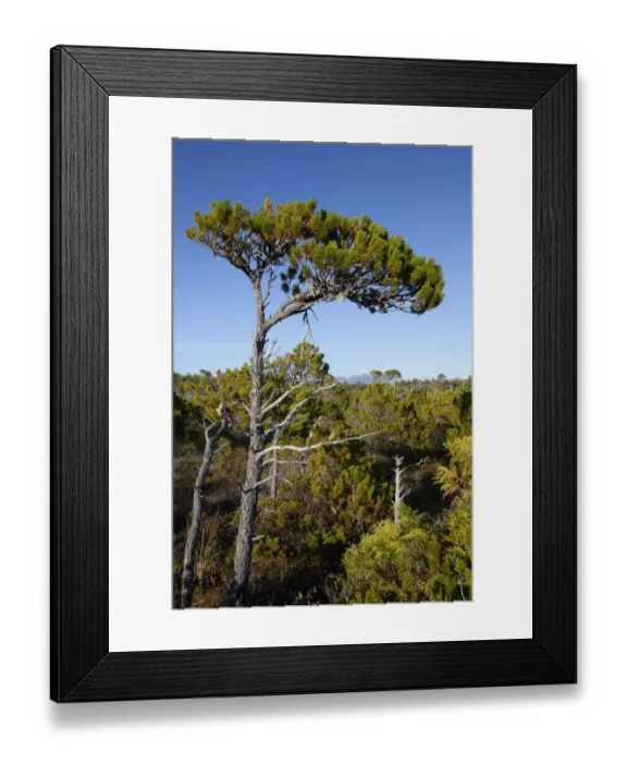 Framed Print : The Shorepine Bog Trail In Pacific Rim National Park Near Tofino; British Columbia Canada Framed Print : The Shorepine Bog Trail In Pacific Rim National Park Near Tofino; British Columbia Canada