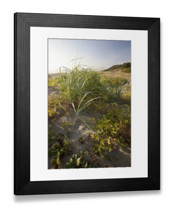 Framed Print : Endangered And Rare Coastal Sand Dunes At Wickaninnish Beach (Which Connects To Long Beach) In Pacific Rim National Park Near Tofino; British Columbia Canada Framed Print : Endangered And Rare Coastal Sand Dunes At Wickaninnish Beach (Which Connects To Long Beach) In Pacific Rim National Park Near Tofino; British Columbia Canada