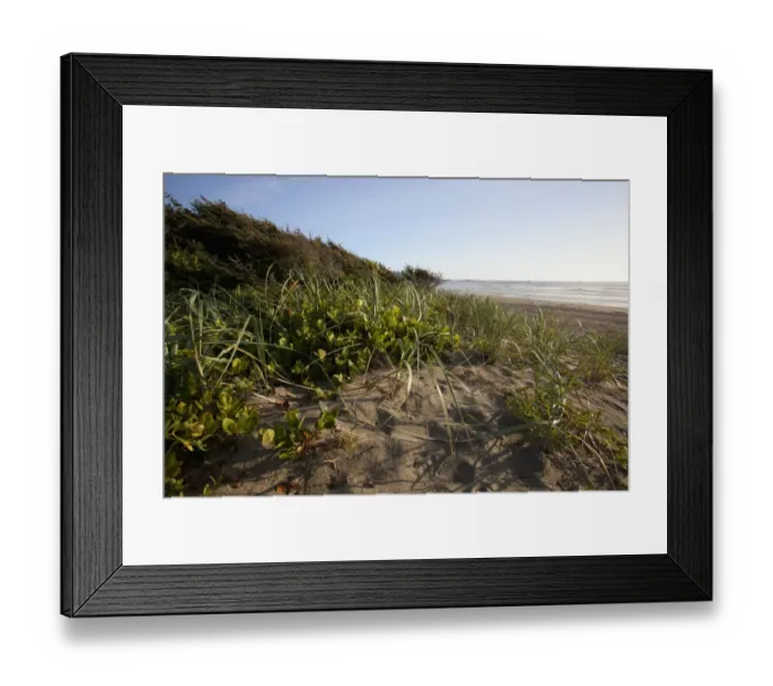 Framed Print : Endangered And Rare Coastal Sand Dunes At Wickaninnish Beach (Which Connects To Long Beach) In Pacific Rim National Park Near Tofino; British Columbia Canada Framed Print : Endangered And Rare Coastal Sand Dunes At Wickaninnish Beach (Which Connects To Long Beach) In Pacific Rim National Park Near Tofino; British Columbia Canada