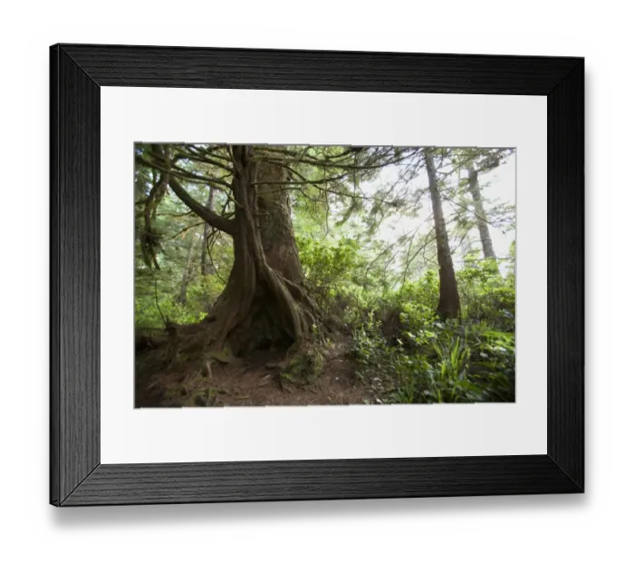 Framed Print : A hollow old growth giant redwood tree along the path to South Beach in Pacific Rim National Park near Tofino; British Columbia, Canada Framed Print : A hollow old growth giant redwood tree along the path to South Beach in Pacific Rim National Park near Tofino; British Columbia, Canada