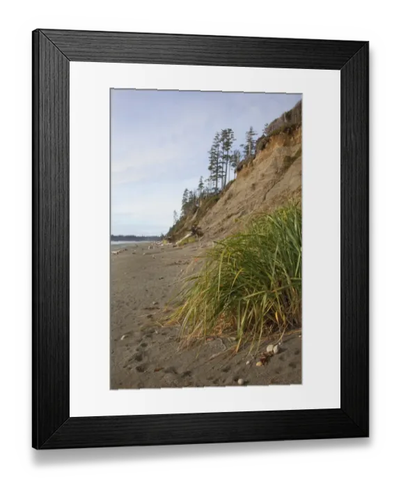 Framed Print : The Eroding Sand Cliffs At Florencia Bay In Pacific Rim National Park Near Tofino; British Columbia Canada Framed Print : The Eroding Sand Cliffs At Florencia Bay In Pacific Rim National Park Near Tofino; British Columbia Canada
