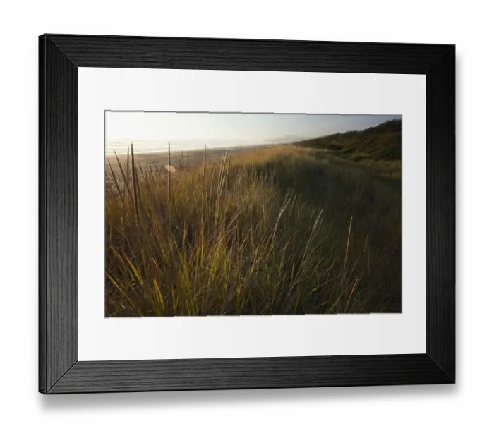 Framed Print : Endangered And Rare Coastal Sand Dunes At Wickaninnish Beach (Which Connects To Long Beach) In Pacific Rim National Park Near Tofino; British Columbia Canada Framed Print : Endangered And Rare Coastal Sand Dunes At Wickaninnish Beach (Which Connects To Long Beach) In Pacific Rim National Park Near Tofino; British Columbia Canada