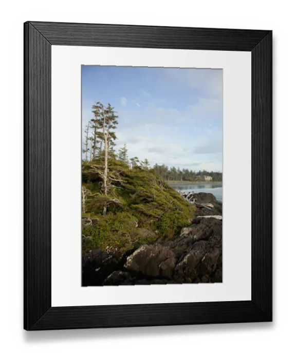 Framed Print : Trees And The Beach At Cox Bay Near Tofino; British Columbia Canada Framed Print : Trees And The Beach At Cox Bay Near Tofino; British Columbia Canada