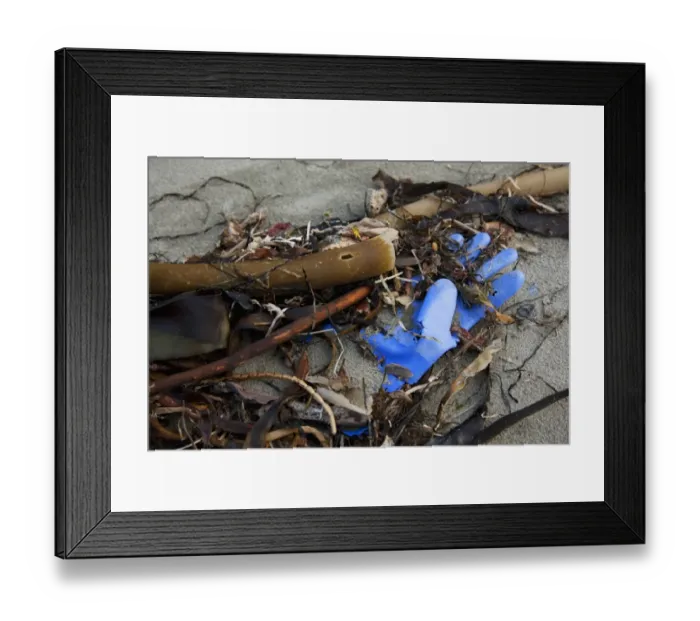Framed Print : A Rubber Glove And Debris That Has Washed Up On Ucluth Beach In The Wya Point Campground Near Ucluelet On Vancouver Island; British Columbia Canada Framed Print : A Rubber Glove And Debris That Has Washed Up On Ucluth Beach In The Wya Point Campground Near Ucluelet On Vancouver Island; British Columbia Canada