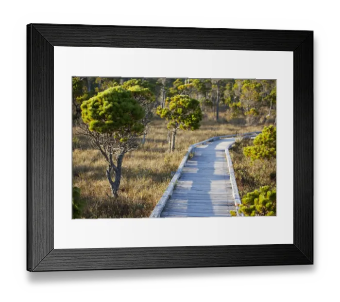 Framed Print : The Cedar Boardwalk Path On The Shorepine Bog Trail In Pacific Rim National Park Near Tofino; British Columbia Canada Framed Print : The Cedar Boardwalk Path On The Shorepine Bog Trail In Pacific Rim National Park Near Tofino; British Columbia Canada