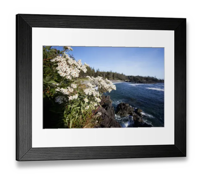 Framed Print : South Beach In Pacific Rim National Park Near Tofino; British Columbia Canada