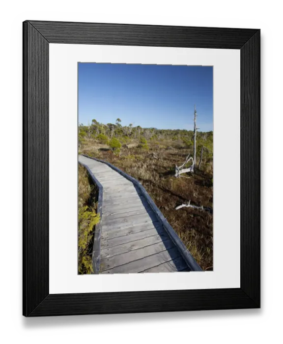 Framed Print : The Cedar Boardwalk Path In The Shorepine Bog Trail In Pacific Rim National Park Near Tofino; British Columbia Canada Framed Print : The Cedar Boardwalk Path In The Shorepine Bog Trail In Pacific Rim National Park Near Tofino; British Columbia Canada