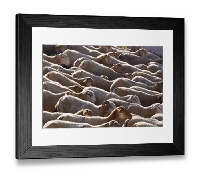 Framed Print : Flock of sheep; burunchel jaen province andalusia spain Framed Print : Flock of sheep; burunchel jaen province andalusia spain