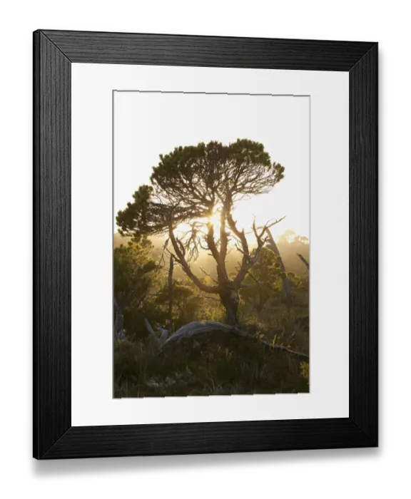 Framed Print : The Shorepine Bog Trail In Pacific Rim National Park Near Tofino; British Columbia Canada Framed Print : The Shorepine Bog Trail In Pacific Rim National Park Near Tofino; British Columbia Canada