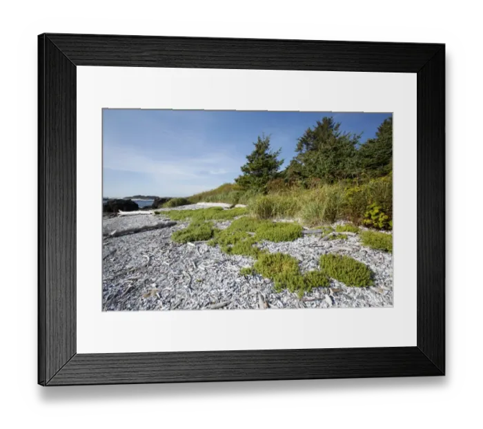 Framed Print : The Coastline Along The Path To South Beach In Pacific Rim National Park Near Tofino; British Columbia Canada Framed Print : The Coastline Along The Path To South Beach In Pacific Rim National Park Near Tofino; British Columbia Canada