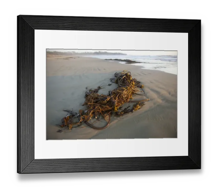 Framed Print : Bull Kelp Seaweed Washed Up On Wickaninnish Beach In Pacific Rim National Park Near Tofino; British Columbia Canada Framed Print : Bull Kelp Seaweed Washed Up On Wickaninnish Beach In Pacific Rim National Park Near Tofino; British Columbia Canada