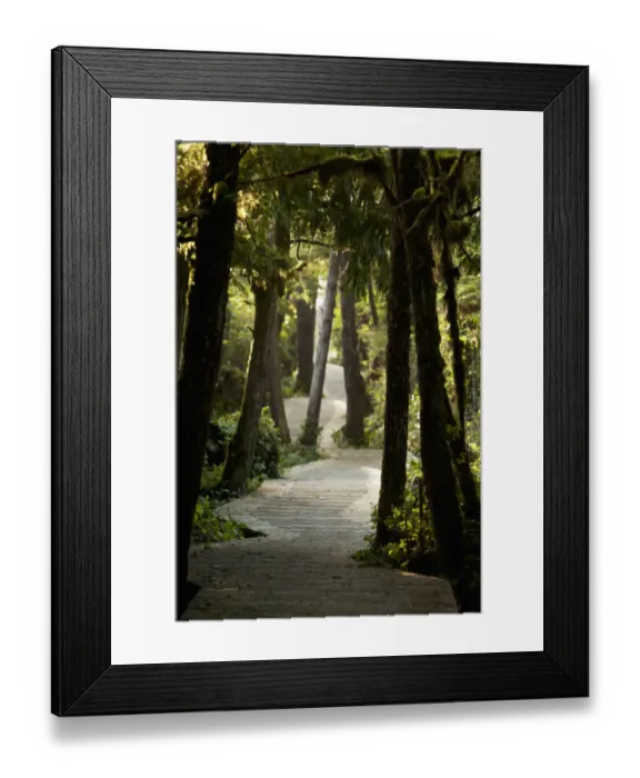 Framed Print : The Boardwalk Path To Cox Bay Near Tofino; British Columbia Canada Framed Print : The Boardwalk Path To Cox Bay Near Tofino; British Columbia Canada